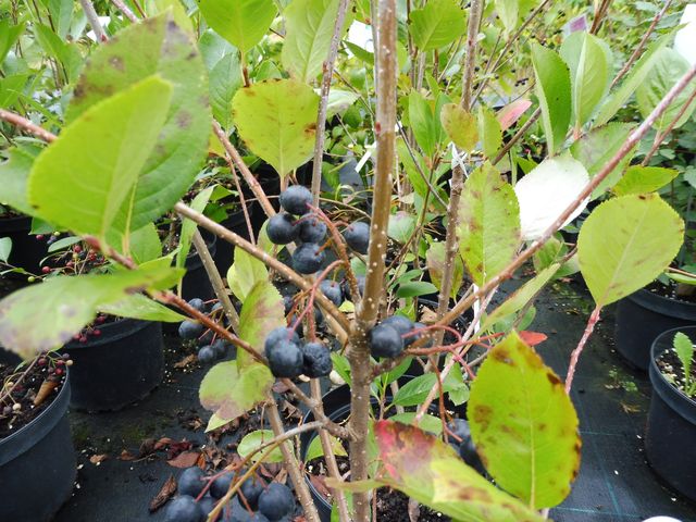 Buy fruit trees and berries online