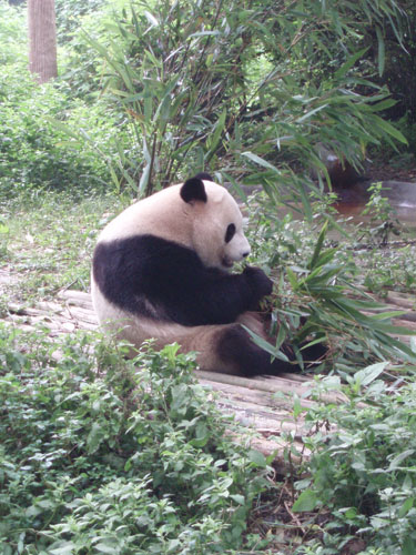 Dîner du Panda