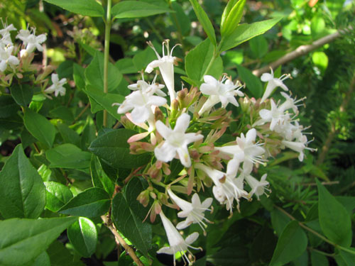 Abelia chinensis 'White Surprise'