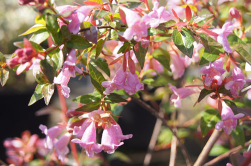 Abelia longituba
