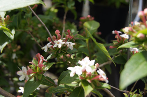 Abelia mosanensis