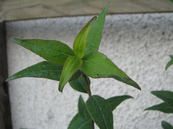 Abelia triflora
