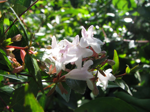 Abelia x grandiflora