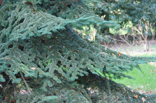 Abies amabilis