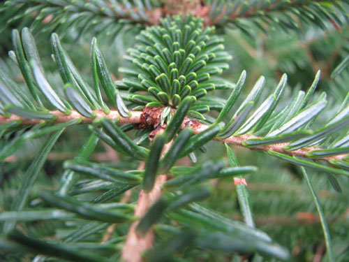 Abies bornmulleriana