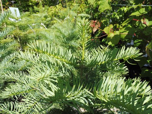 Abies concolor Abies concolor