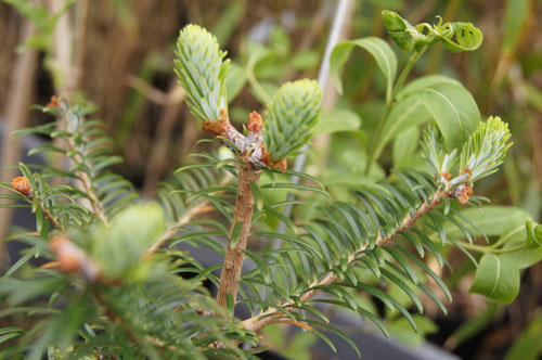 Abies delavayi Abies delavayi