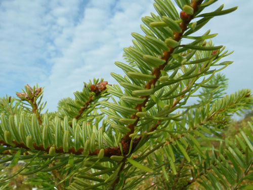 Abies equi-trojani