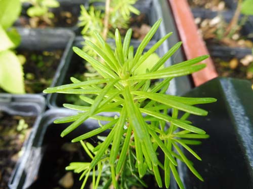 Abies fraseri