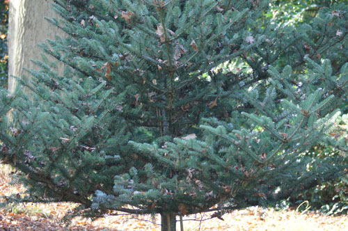 Abies koreana Abies koreana