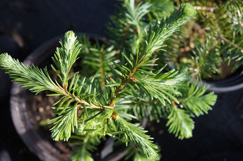 Abies procera