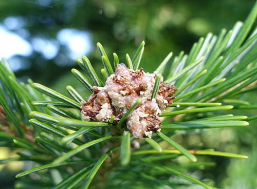 Abies sachalinensis