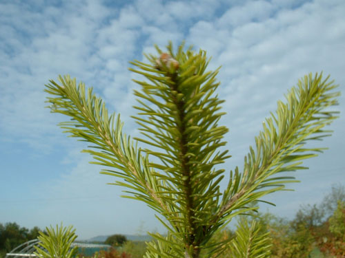 Abies sibirica