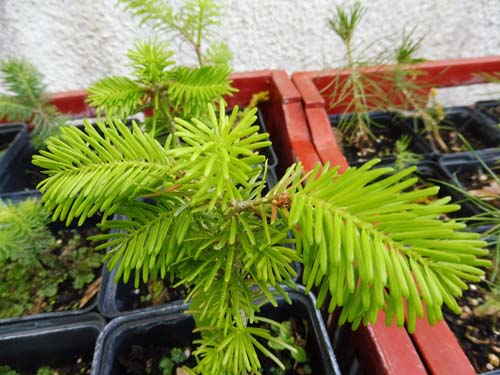 Abies veitchii Abies veitchii