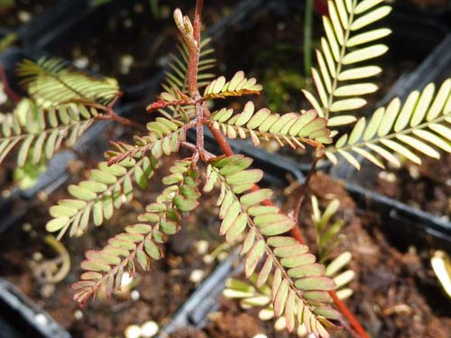 Acacia dealbata