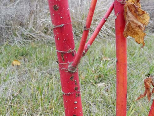 Acer argutum Acer argutum