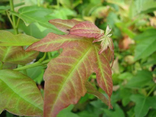 Acer buergerianum 'Himcode'