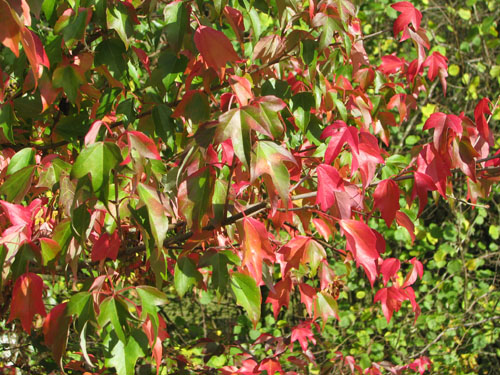 Acer buergerianum Acer buergerianum