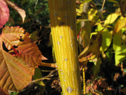 Acer capillipes Acer capillipes