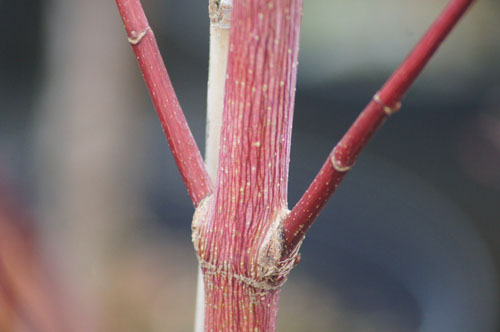 Acer cappadocicum 'Rubrum' Acer cappadocicum 'Rubrum'