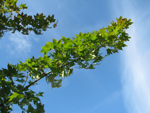 Acer cappadocicum Acer cappadocicum