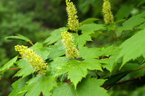 Acer caudatum Acer caudatum