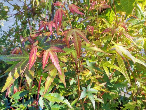 Acer chinensis