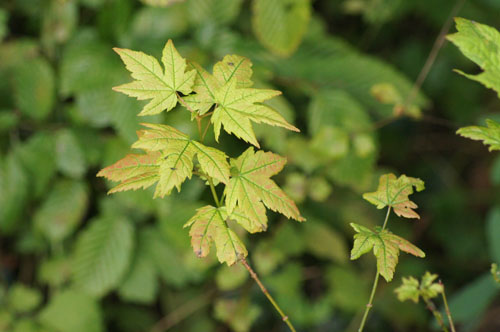 Acer circinatum