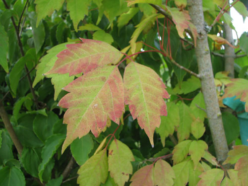 Acer cissifolium Acer cissifolium