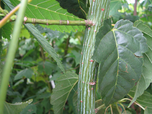 Acer davidii Acer davidii