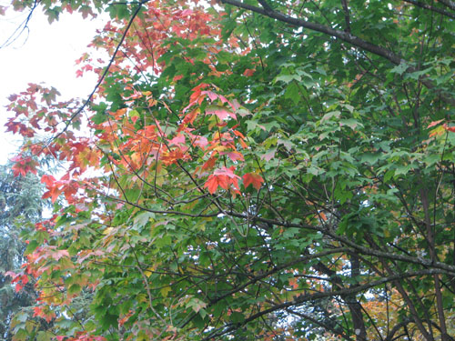 Acer diabolicum