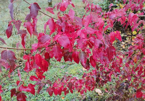 Acer discolor