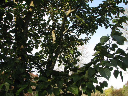 Acer distylum