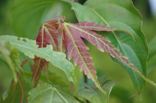 Acer elegantulum Acer elegantulum