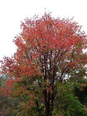 Acer griseum