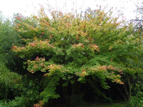 Acer henryi Acer henryi