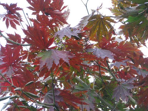 Acer japonicum