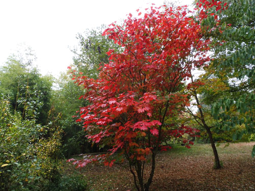 Acer japonicum 'Vitifolium'