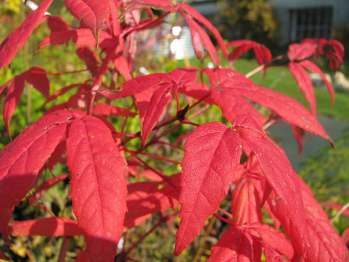 Acer mandshuricum