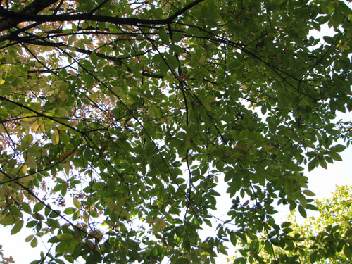 Acer maximowiczianum
