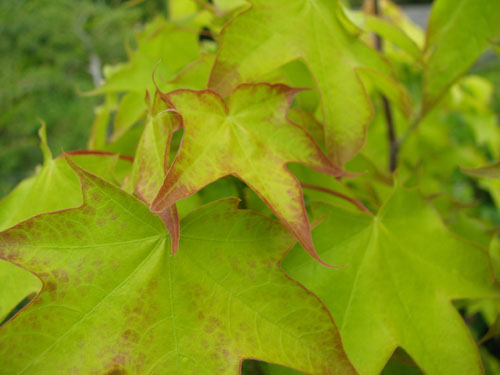 Acer mono