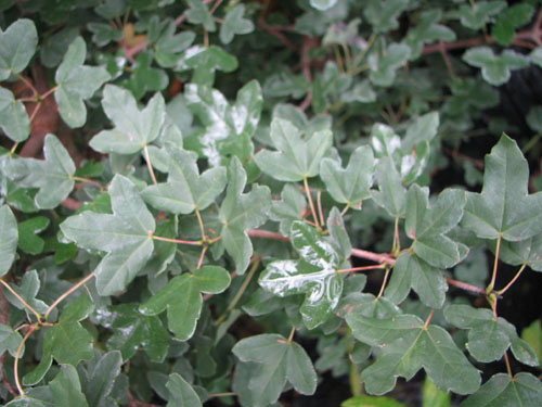 Acer monspessulanum Acer monspessulanum