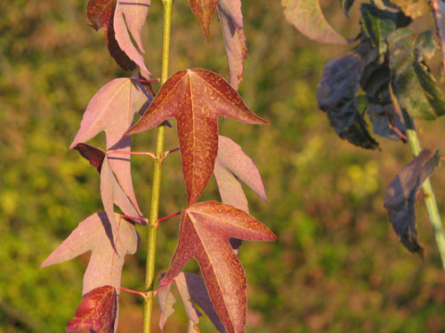 Acer oblongum