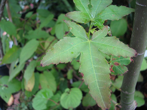 Acer oliverianum