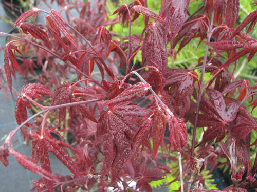 Acer palmatum 'Atropurpureum' Acer palmatum 'Atropurpureum'