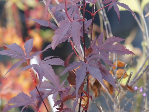 Acer palmatum 'Blood Good'