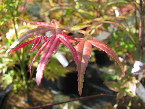 Acer palmatum 'Chishio Improved'