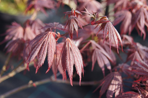 Acer palmatum 'Chitose Yama' Acer palmatum 'Chitose Yama'