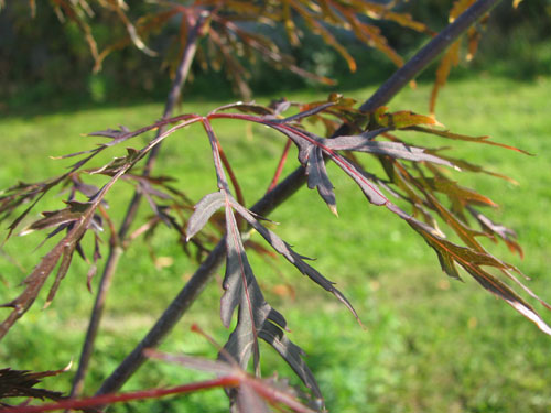 Acer palmatum 'Dissectum Red Flame' Acer palmatum 'Dissectum Red Flame'