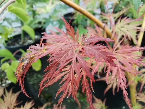 Acer palmatum 'Emerald Lace'